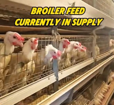 현재 공급 중인 Broiler Feed