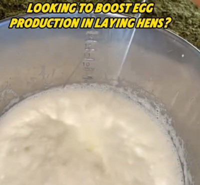 닭고기에서 계란 생산을 높이기 위해 노력하십니까?